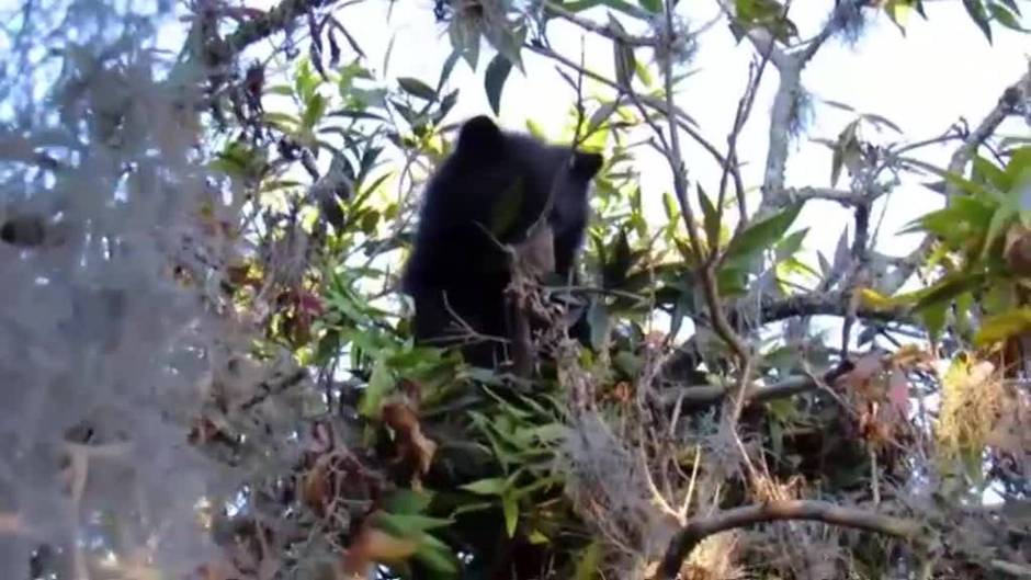 Una osa andina vuelve a la naturaleza tras un año en rehabilitación