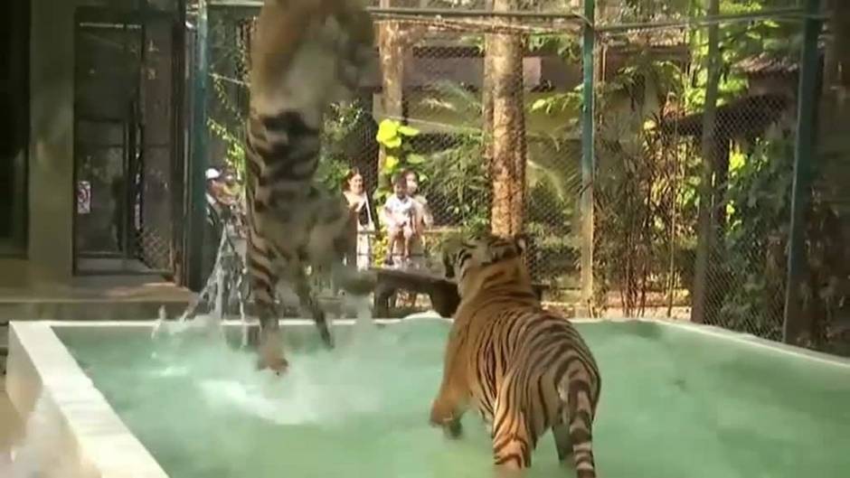 Tigres de un zoo de Tailandia comen piezas de pollo heladas para combatir el calor