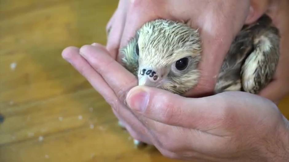 Tatuajes para evitar la caza furtiva de halcones en Siberia