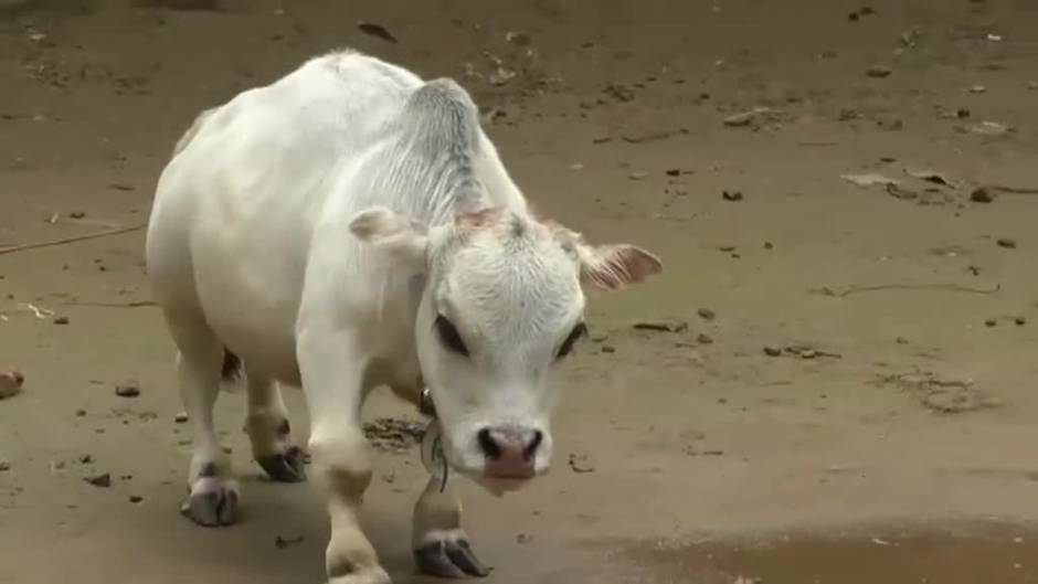 Cientos de personas ignoran las restricciones del coronavirus en Bangladesh para ver a una vaca de medio metro de altura