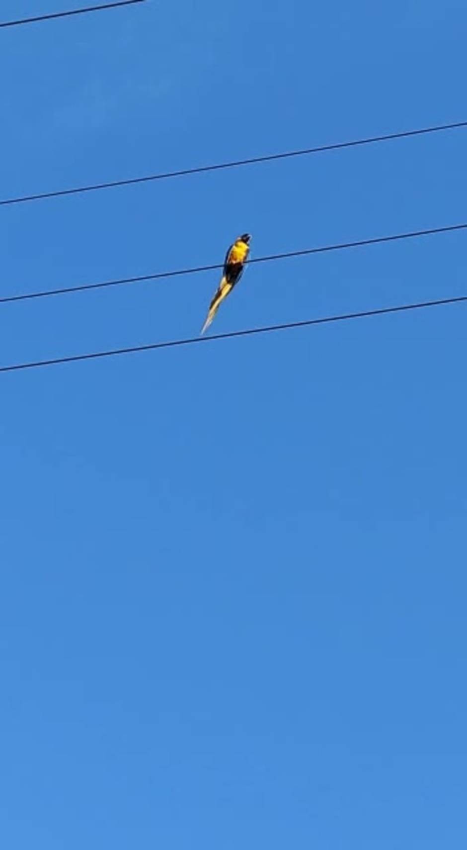 El espectacular rescate de 'Paco', el guacamayo robado en Utrera que se escapó de sus captores