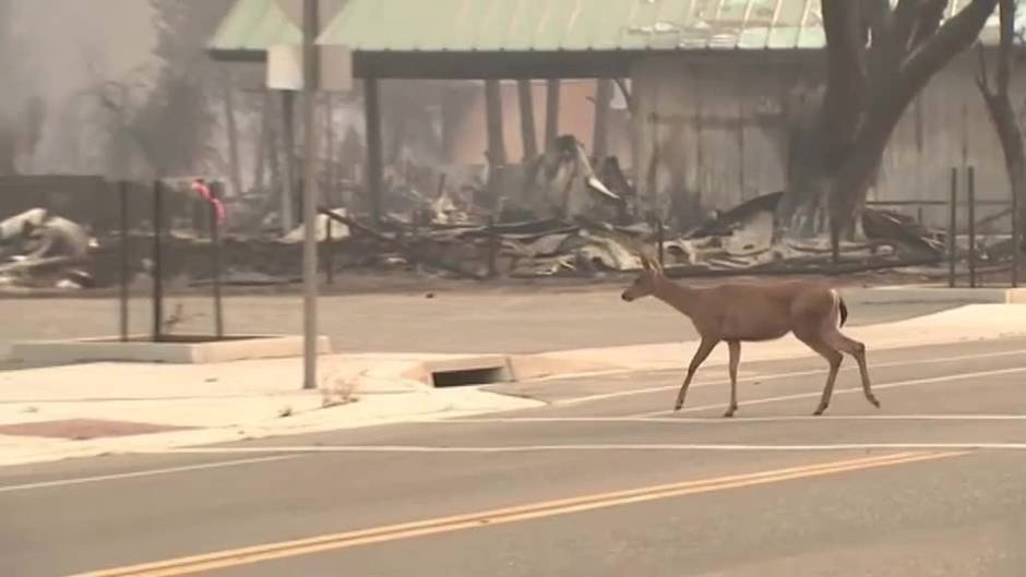 El incendio más devastador de los últimos años sigue activo