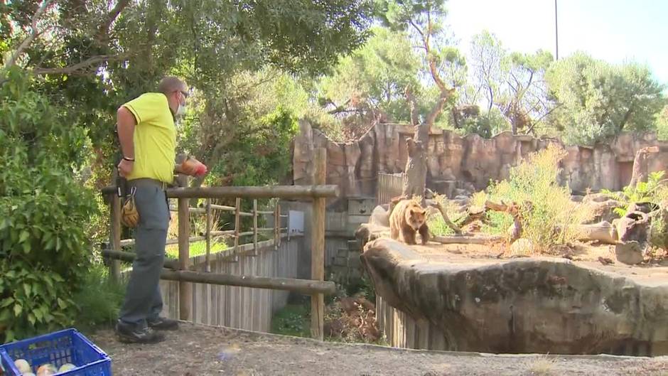 Los animales del Zoo disfrutan de helados para combatir la ola de calor