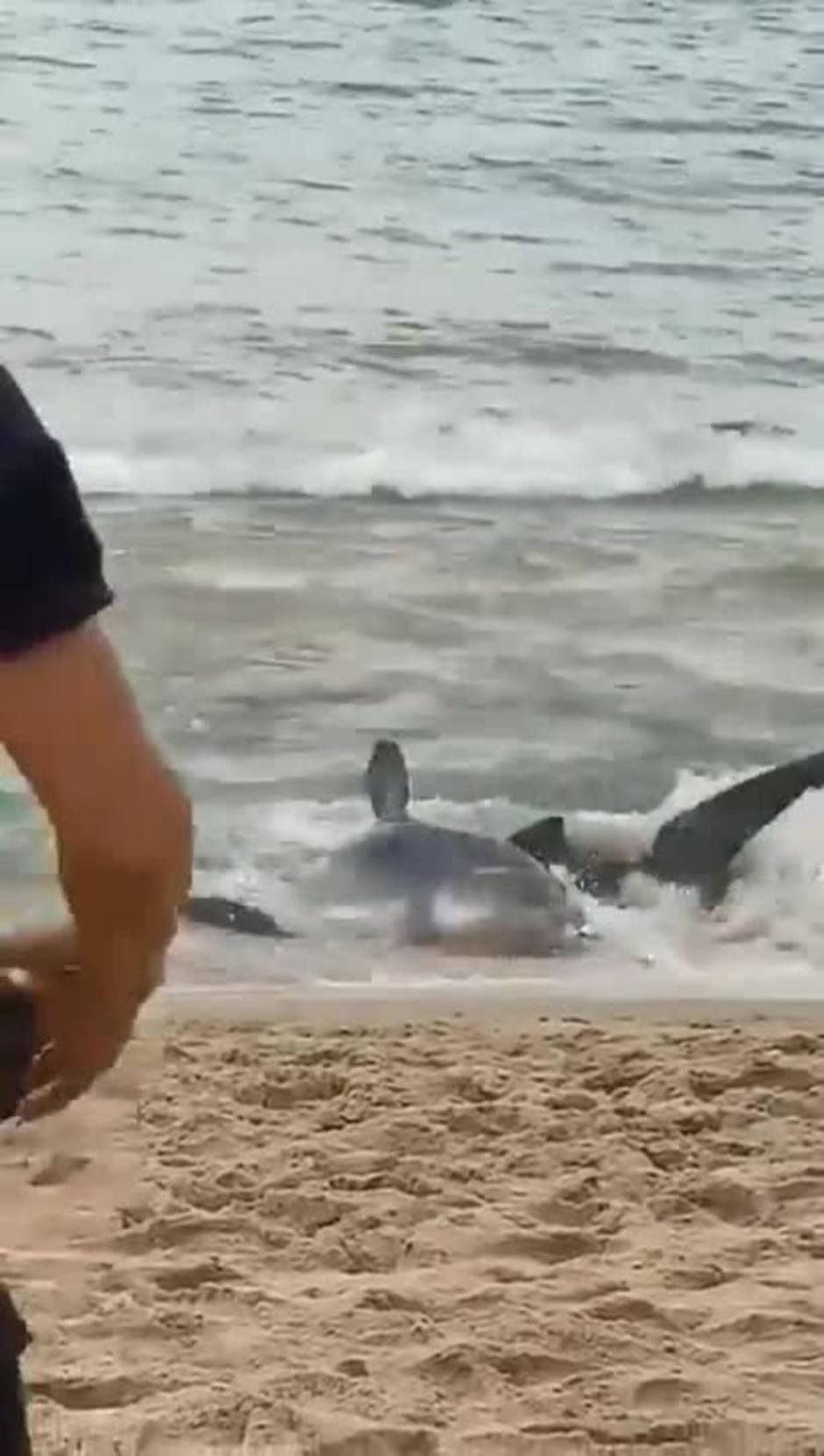 Un tiburón en la playa de Benidorm