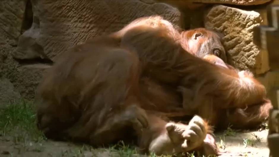 Nace una cría de orangután de Borneo en el Bioparc de Fuengirola