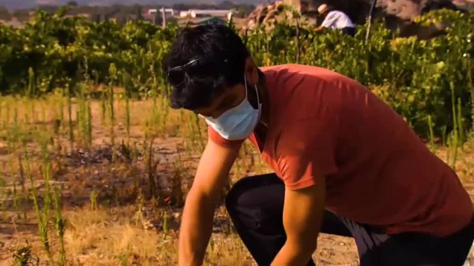 Madrugones para evitar el calor durante la vendimia