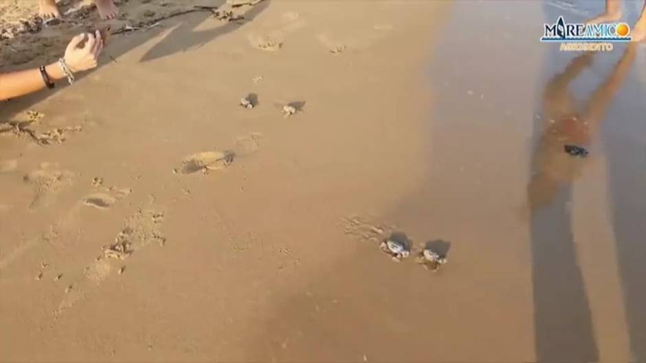 Crías de tortuga Caretta Caretta aparecen en una playa de Italia