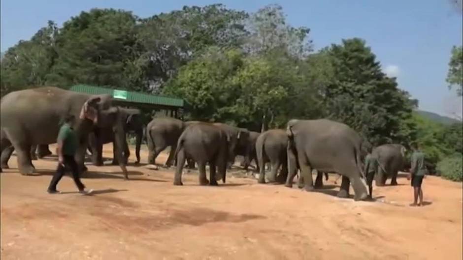 Nacen elefantes gemelos en Sri Lanka