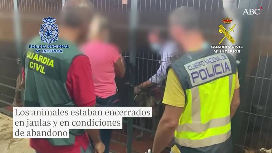 Doce detenidos de una trama dedicada al robo de perros en el Aljarafe