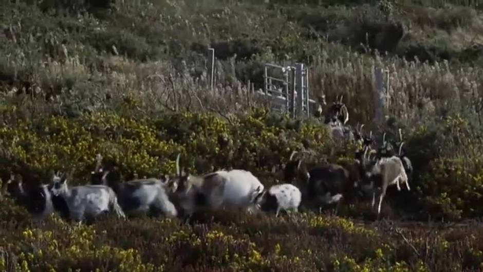 Una joven cabrera irlandesa protege uno de los barrios más poblados de Dublín de los incendios forestales