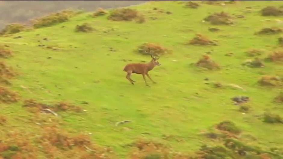 Llega con el otoño el tiempo de la berrea