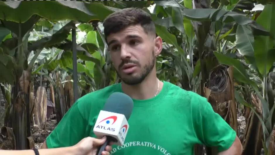 La caída del precio del plátano: una ruina para los agricultores