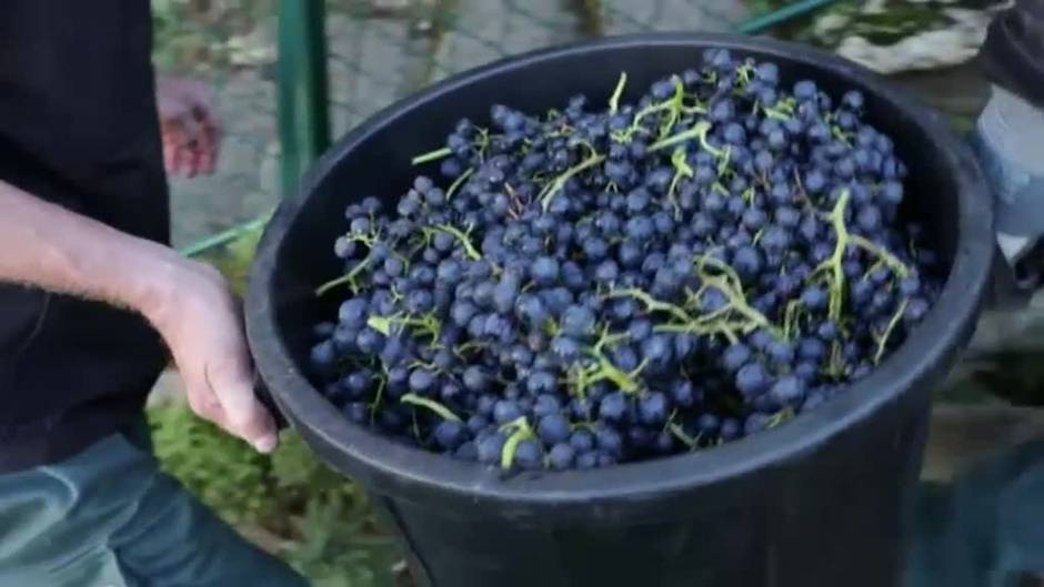 Comienza la temporada anual de recolección de uvas en Montmartre, una tradición parisina desde hace más de casi 90 años