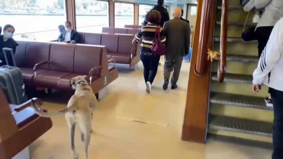 Boji, el perro famoso en Estambul por sus viajes en transporte público y una cuenta con miles de seguidores en las redes sociales