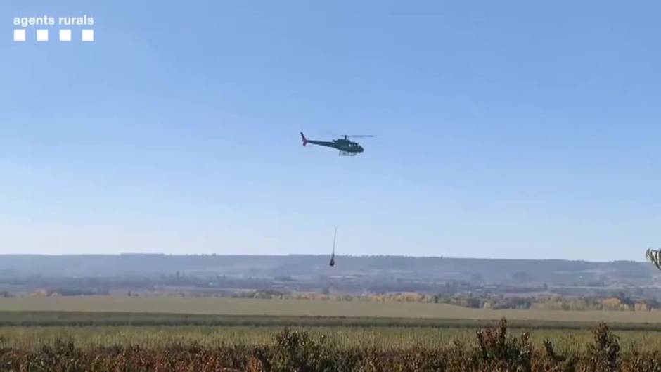 Complicado rescate de 14 terneros salvajes que se escaparon de una granja en Lleida