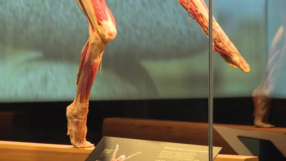 'Body Worlds', la exposición del cuerpo humano llega a Madrid