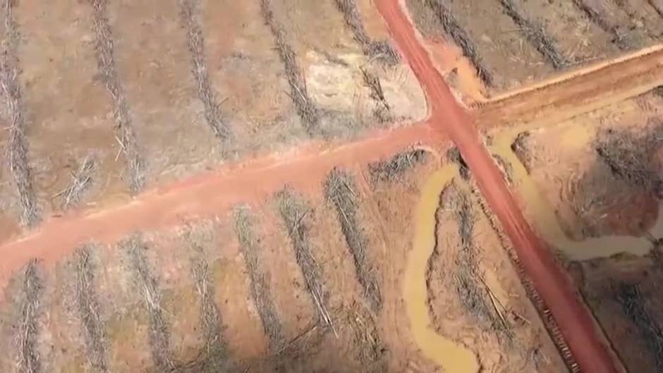 COP 26: Más de cien países se comprometen a detener la deforestación del planeta de aquí a 2030