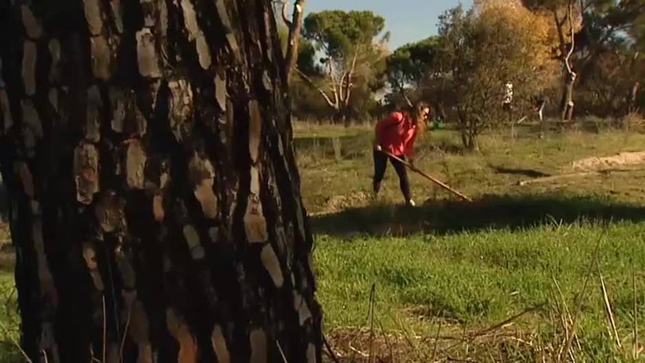 Reforestación solidaria en la Casa de Campo tras el temporal Filomena
