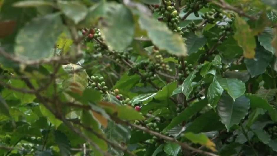 El sector del café en Centroamérica, en crisis por la emigración y la caída de los precios