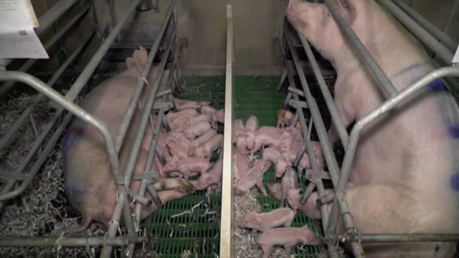 Los socialistas se desmarcan de las declaraciones del ministro de Consumo