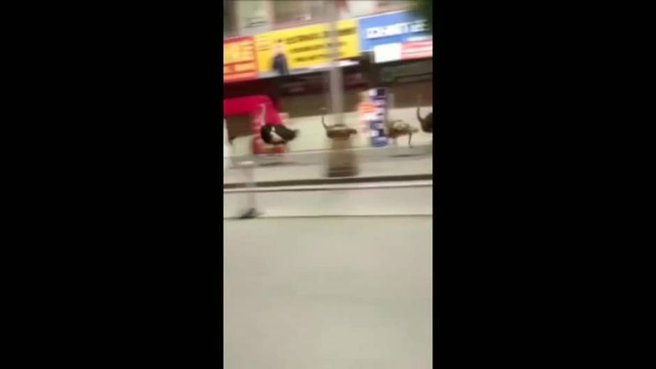 Un grupo de avestruces se escapa y recorre las calles de la ciudad china de Chongzuo