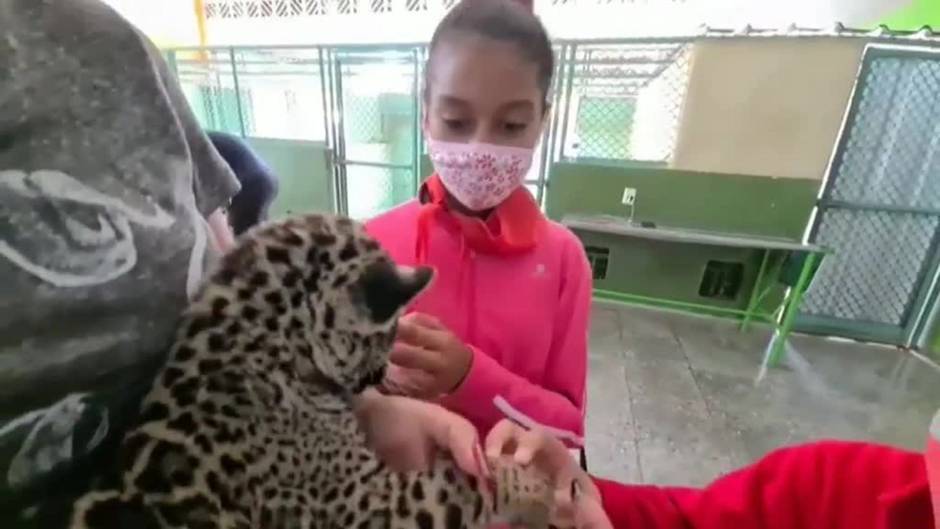 El zoo de Cuba ayuda al desarrollo de los niños con necesidades especiales con un programa gratuito de terapia con animales