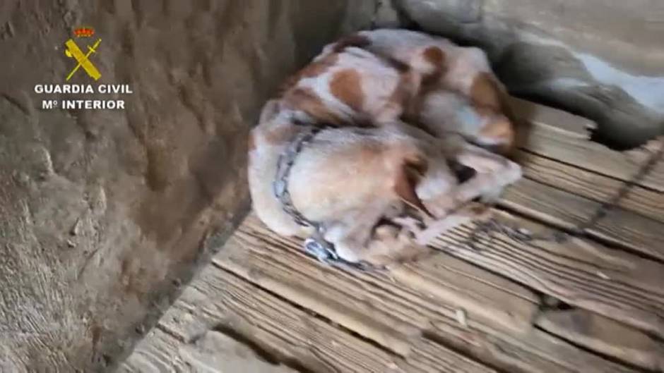 La Guardia Civil rescata en Las Palmas a 39 perros en pésimas condiciones