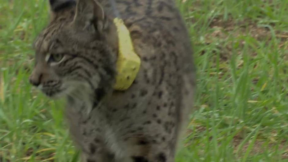 Las obras en A-4, CM-403 y CM-410 para conectar las tres poblaciones de lince de C-LM