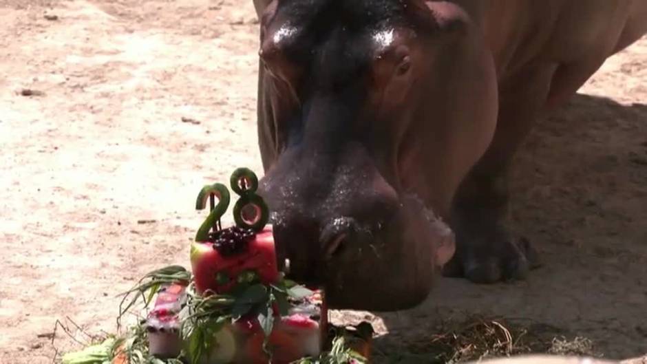 Un zoo de Río de Janeiro celebra el 28 cumpleaños de un hipopótamo con una suculenta tarta de frutas