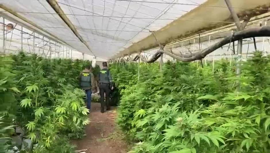 Invernadero en Conil con 7.000 plantas de marihuana