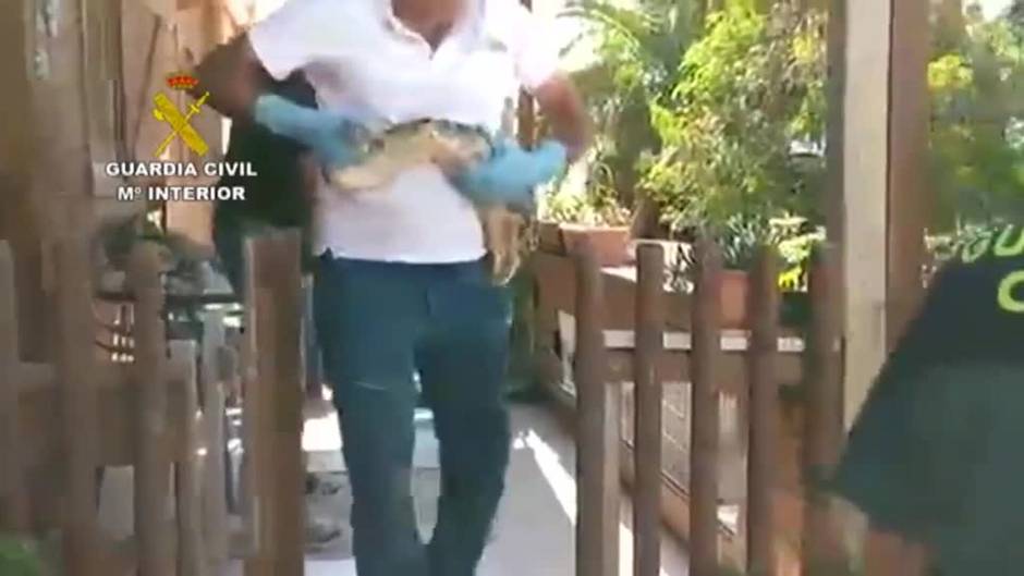 Incautan 118 ejemplares de especies invasoras en una finca de Las Palmas