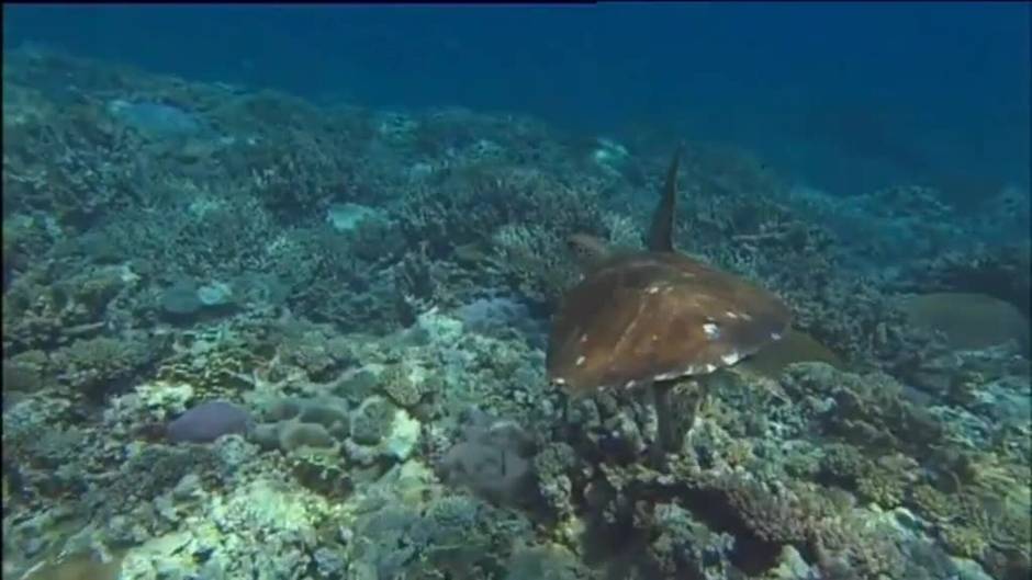 La Gran Barrera de Coral se tiñe de blanco