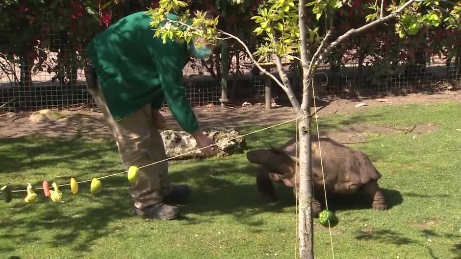 Los más pequeños disfrutan de las tortugas gigantes de Faunia