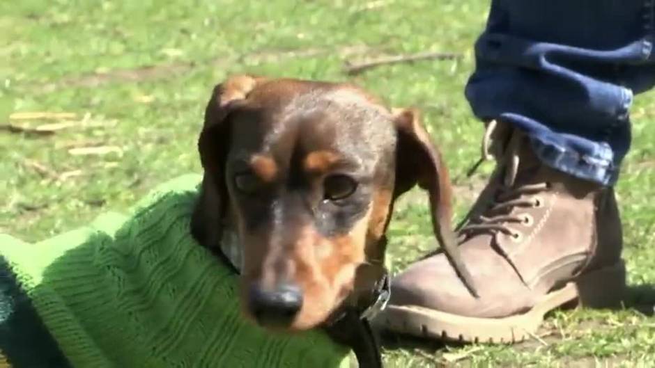 Cientos de perros salchicha se unen en Múnich para celebrar los 50 años de los Juegos Olímpicos