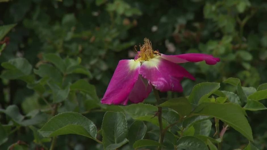 Una rosa de la variedad floribunda gana el Concurso Rosas Nuevas Villa de Madrid