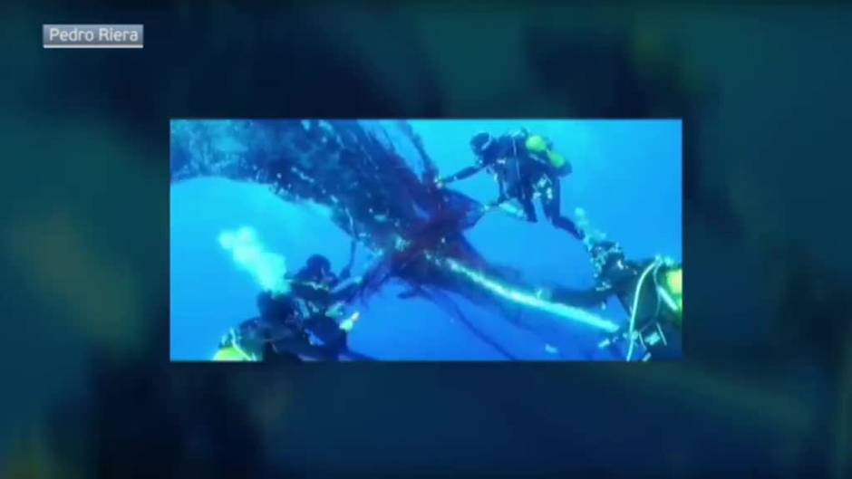 Muere en Valencia la ballena rescatada en Mallorca