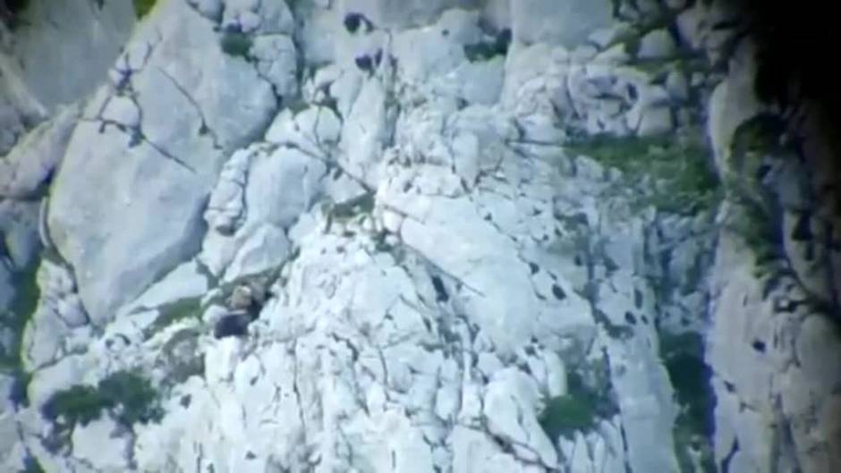 Localizan con vida a la osa que se despeñó por un barranco en la montaña palentina