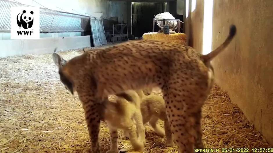 Dos hembras de lince crían a sus dos camadas de seis cachorros en un pajar de C. Real