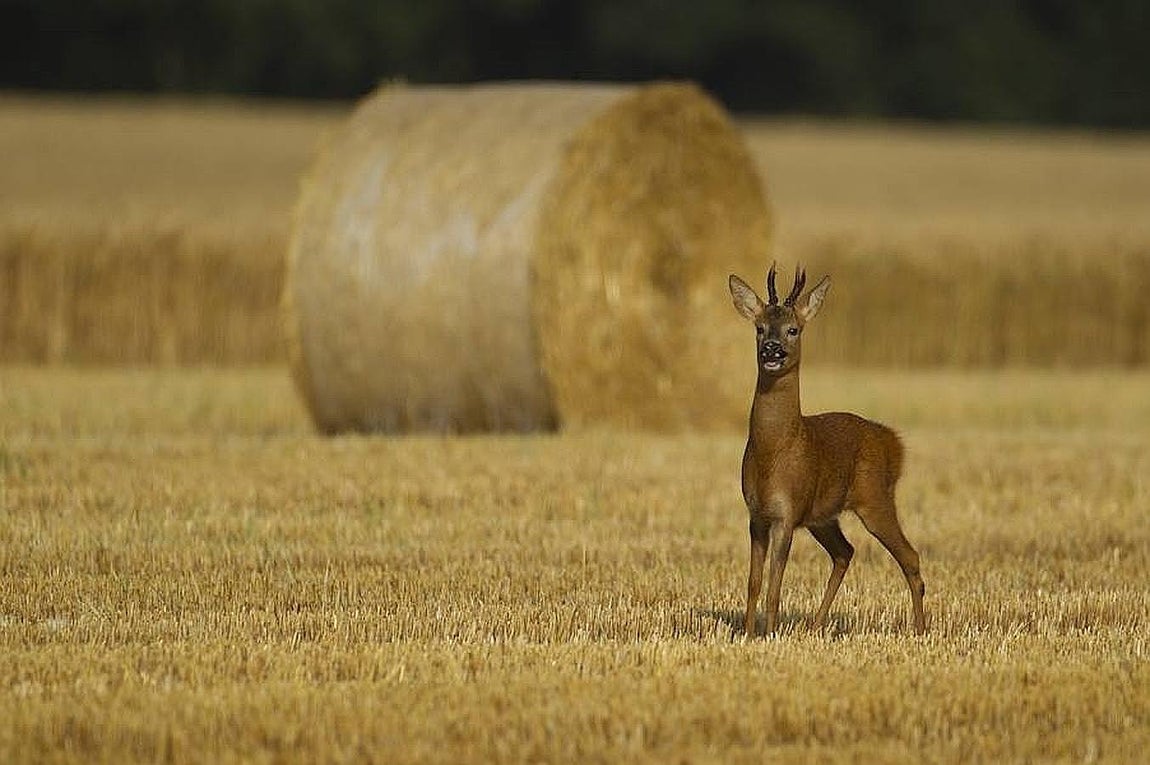 Ciervo en el rastrojo. un ciervo
