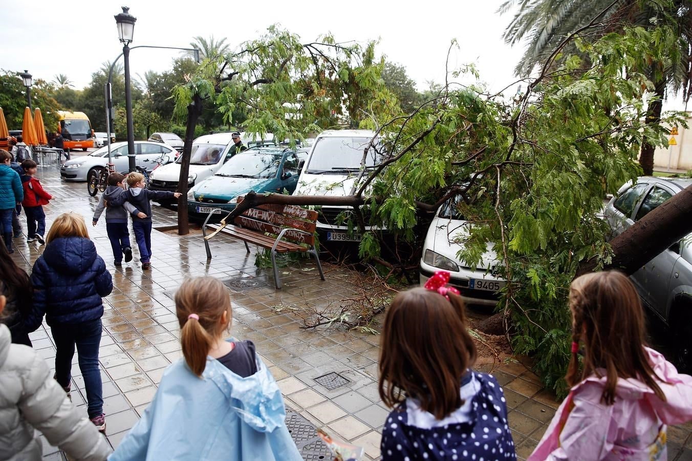 Múltiples árboles caídos en Valencia han originado decenas de incidencias. 