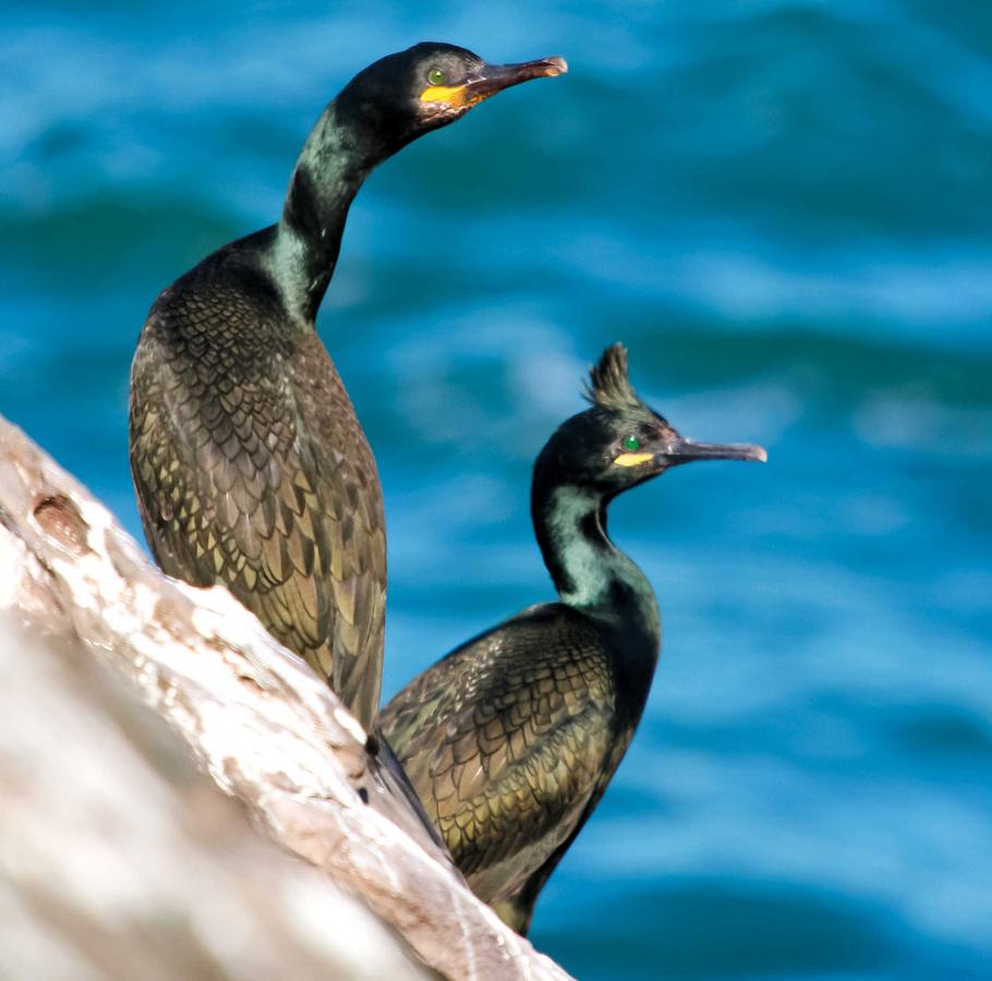 Cormorán moñudo. Muchas especies no podrán modificar su distribución a la velocidad con la que avanza el cambio climático, teniendo como resultado declives poblacionales.