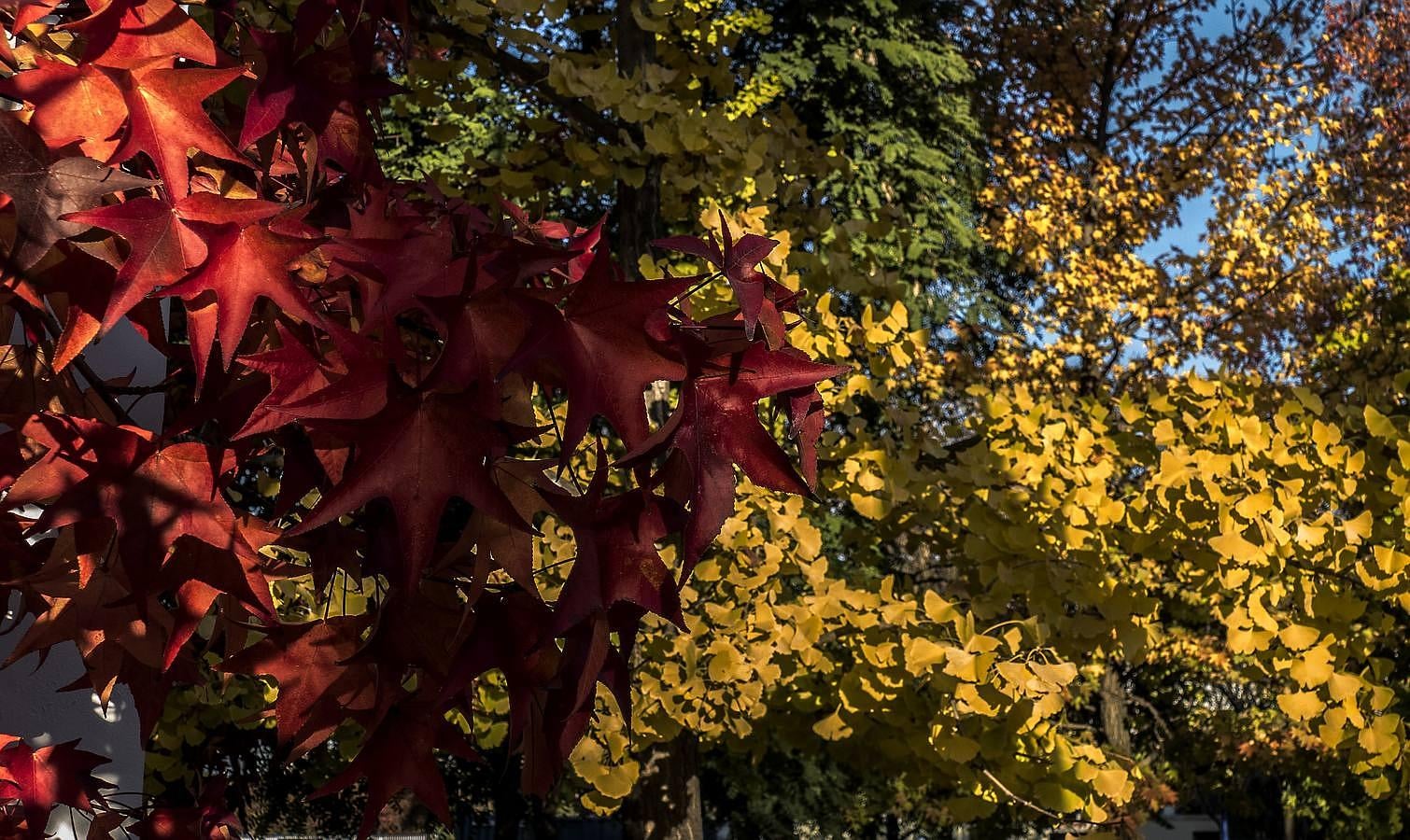 Luces de otoño en Sevilla