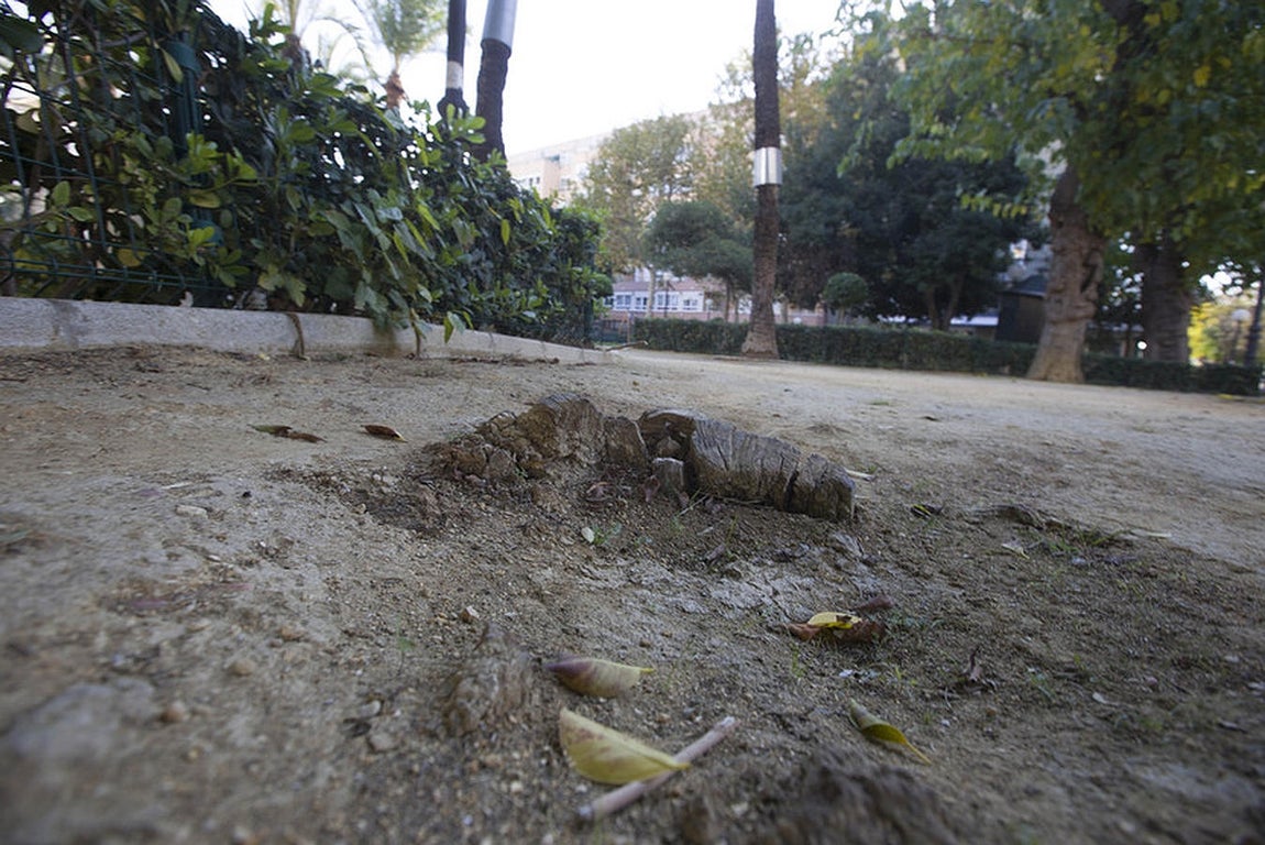 Abandono de los parques y jardines en Cádiz