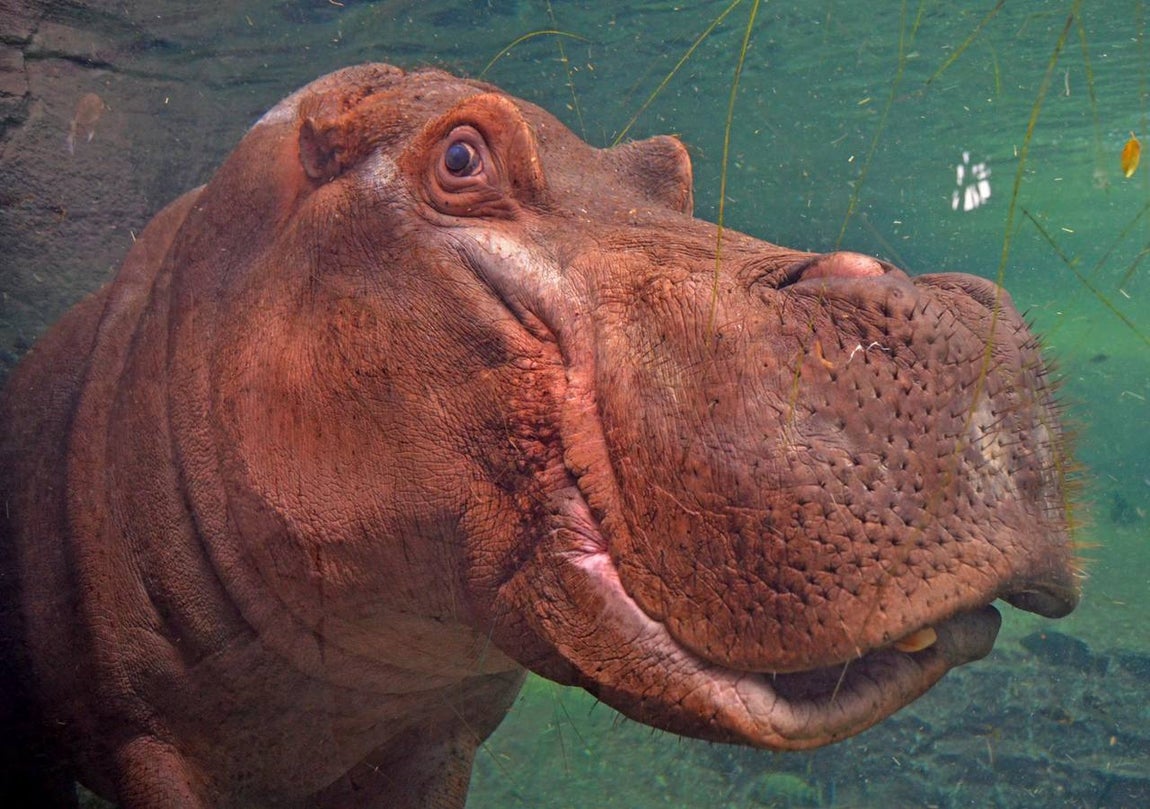 Hipopótamo. 