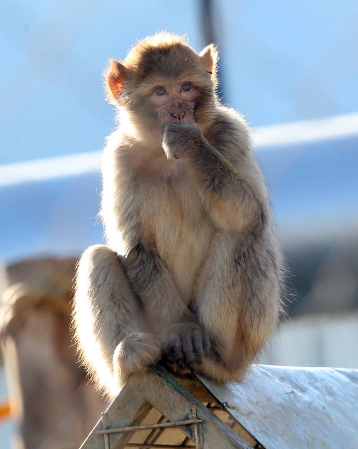 Uno de los macacos protegidos en la reserva de primates