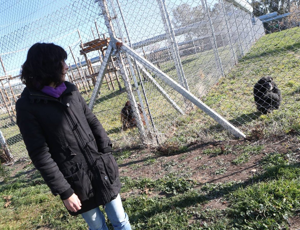 Marta Bustelo, subdirectora de Rainfer, observa a un grupo de chimpancés durante la visita de ABC a Rainfer