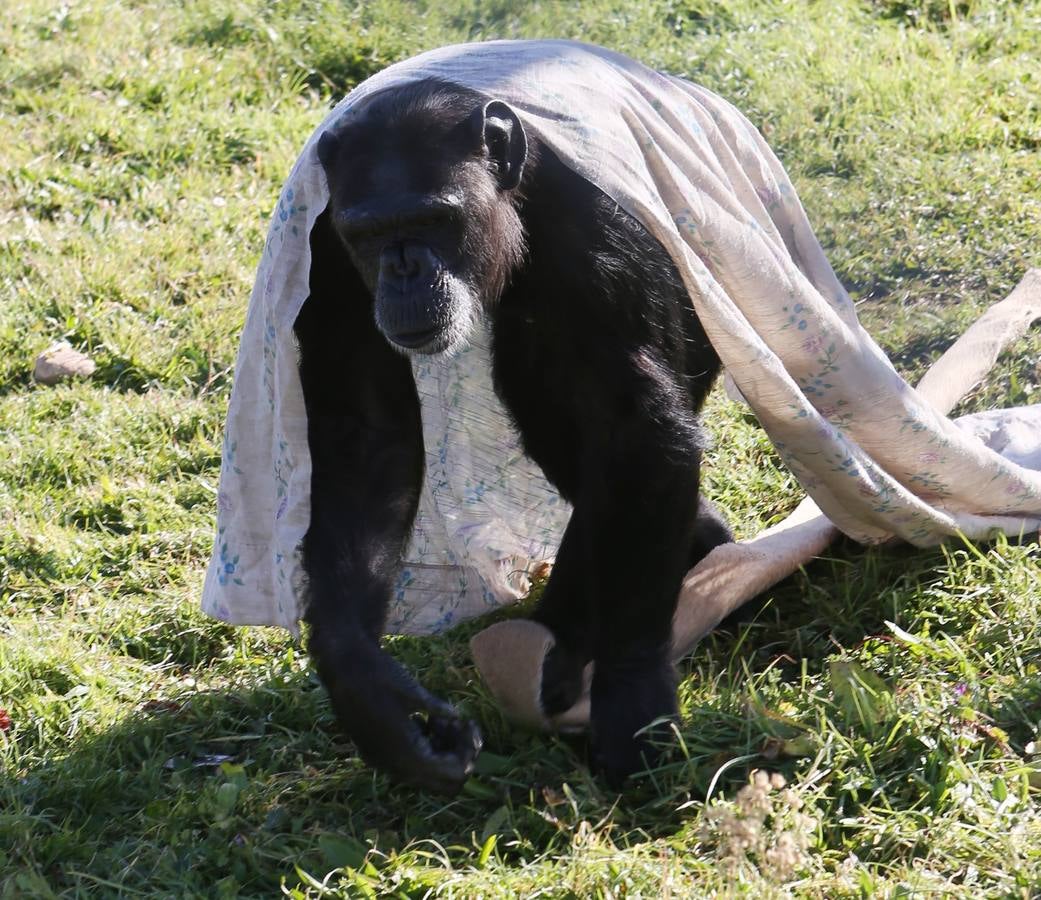 Uno de los chimpancés protegidos en el centro de conservación de primates