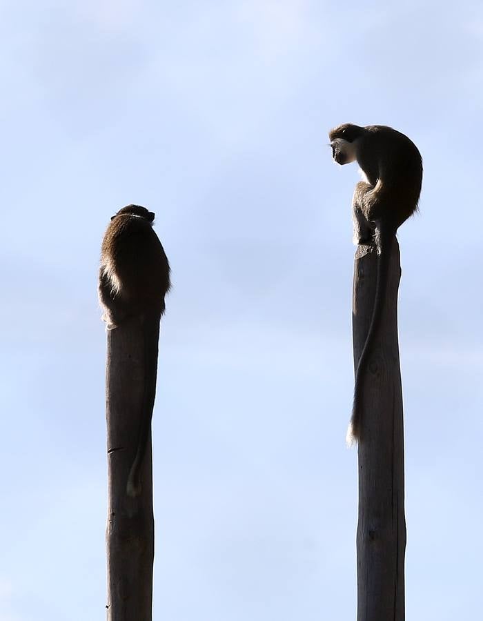 En Rainfer existen 135 primates protegidos, en su mayoría procedentes de circos y zoos