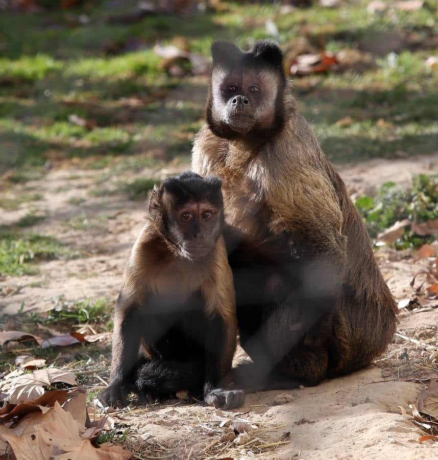 Dos de los capuchinos protegidos en Rainfer