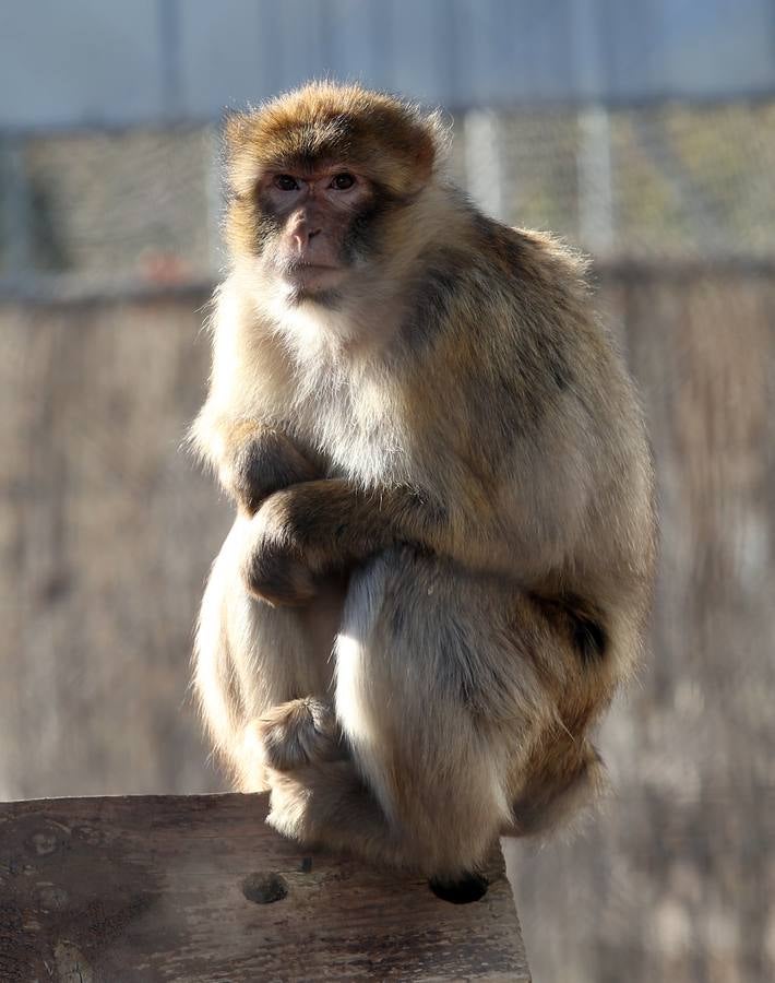 Uno de los macacos protegidos en la reserva de primates